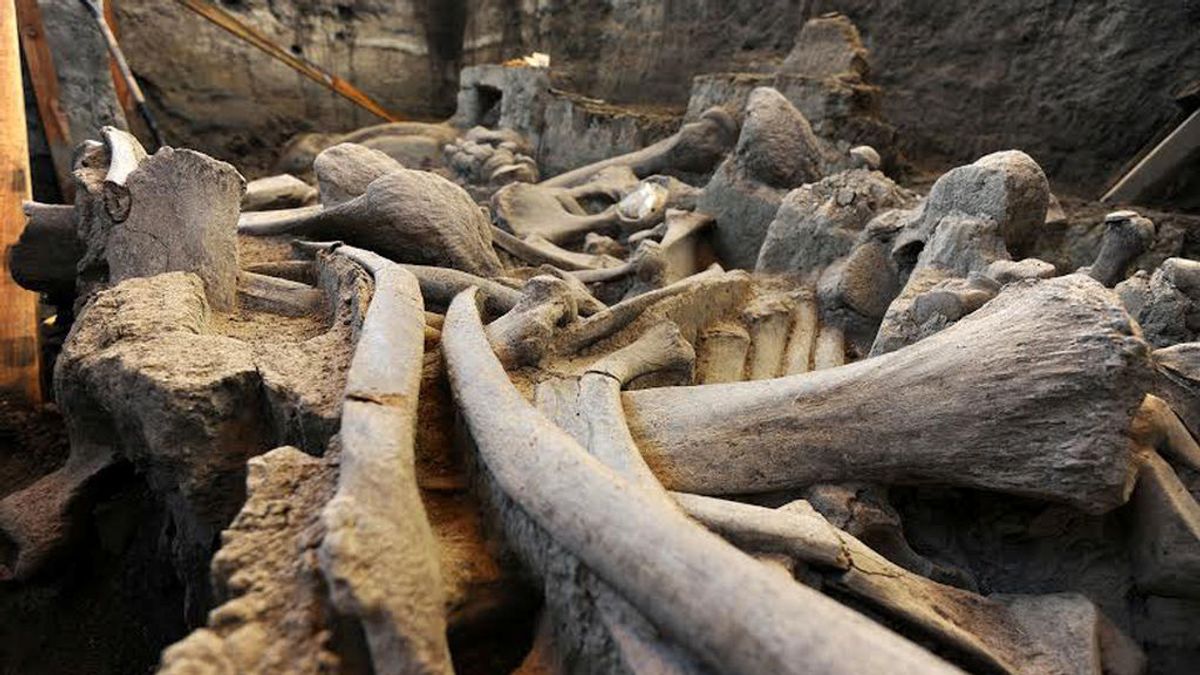 Hallan nuevos restos de mamut de un millón de años en La Canonja (Tarragona)