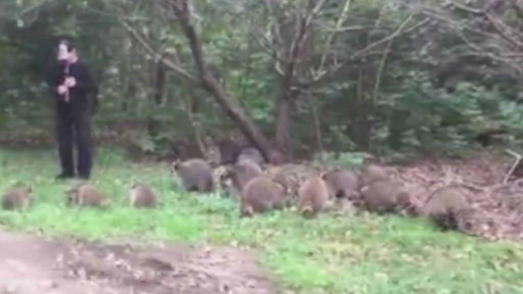 El flautista de Nueva York: reúne a 20 mapaches con su flauta en un bosque