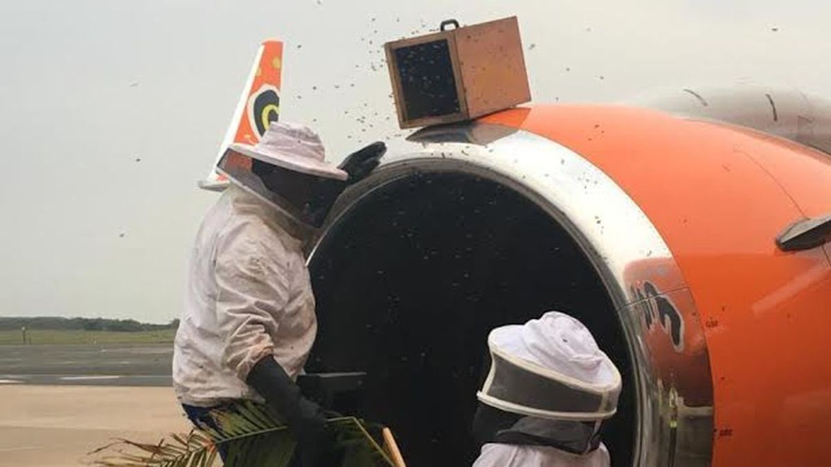 20.000 abejas alojadas en el motor de un avión causan el retraso de tres vuelos