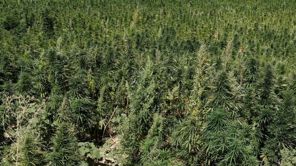 Detenidos cinco hombres que tenían una plantación de más de 2.100 ejemplares de marihuana en Lanzarote