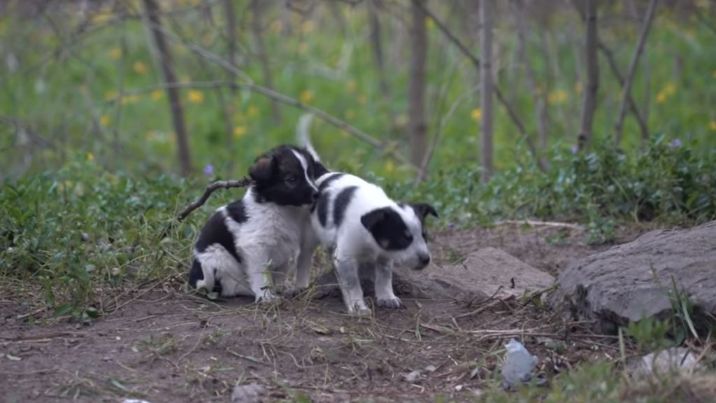 El drama de los perretes abandonados en Chernóbil