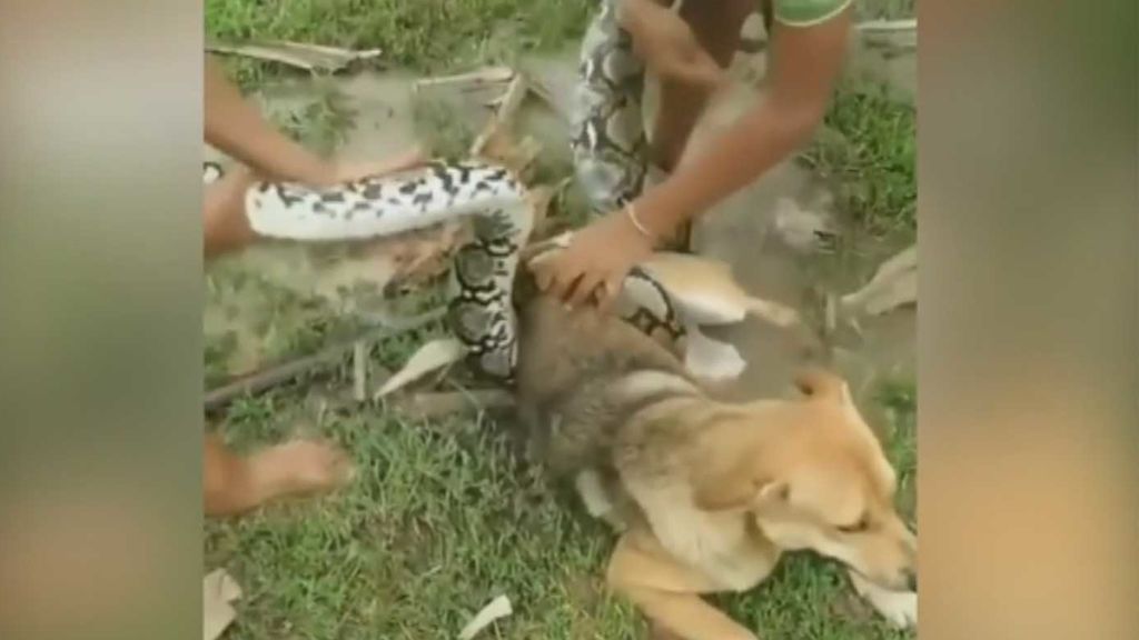 Unos niños salvan a su perro de morir asfixiado por una serpiente