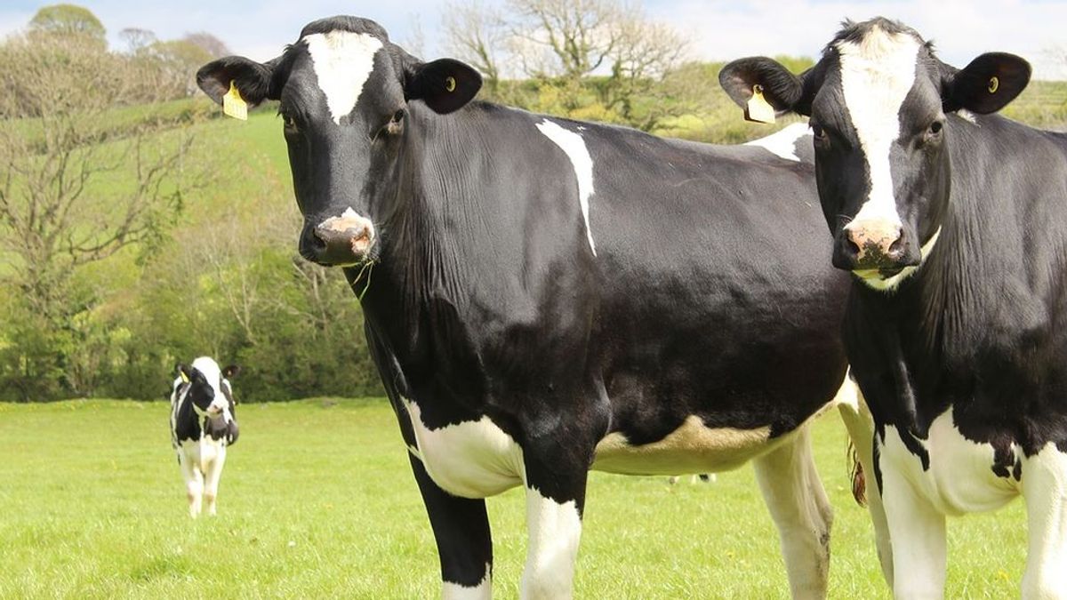 El producto natural para vacas que reduce en un 10% sus emisiones de metano