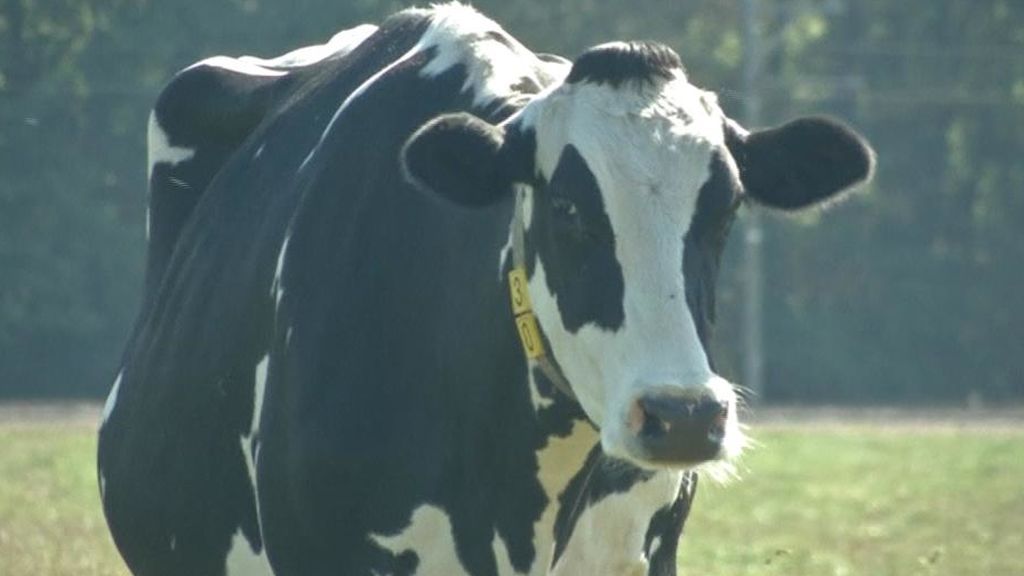 Desarrollan un nuevo pienso para que las ventosidades de vaca sean menos contaminantes