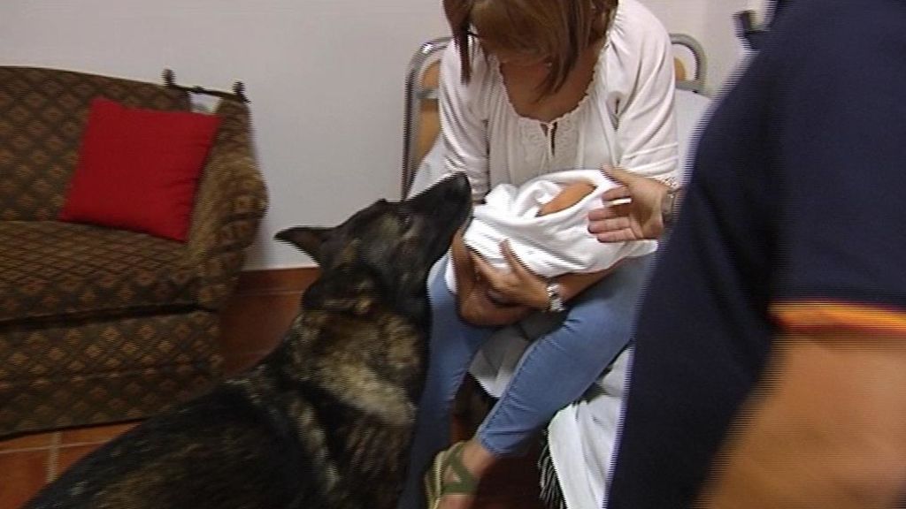 Así se debe presentar un bebé a un perro