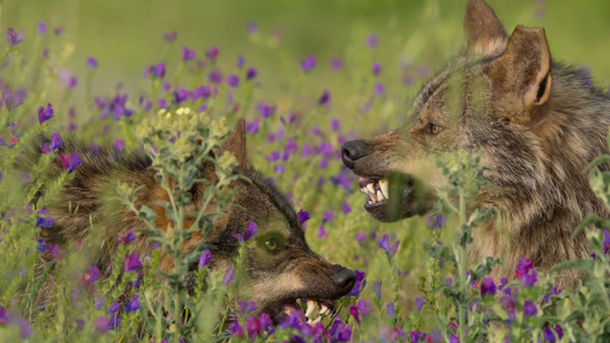 “El lobo es un veterinario del monte, controla enfermedades que son lacras para la ganadería”