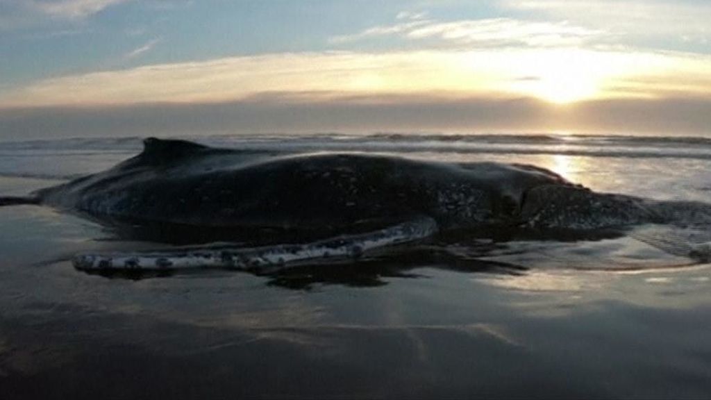 El rescate de una ballena en la costa argentina