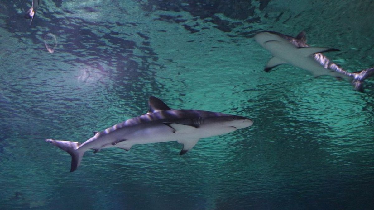 El aterrador tiburón 'Guasón' que ha revolucionado las redes sociales