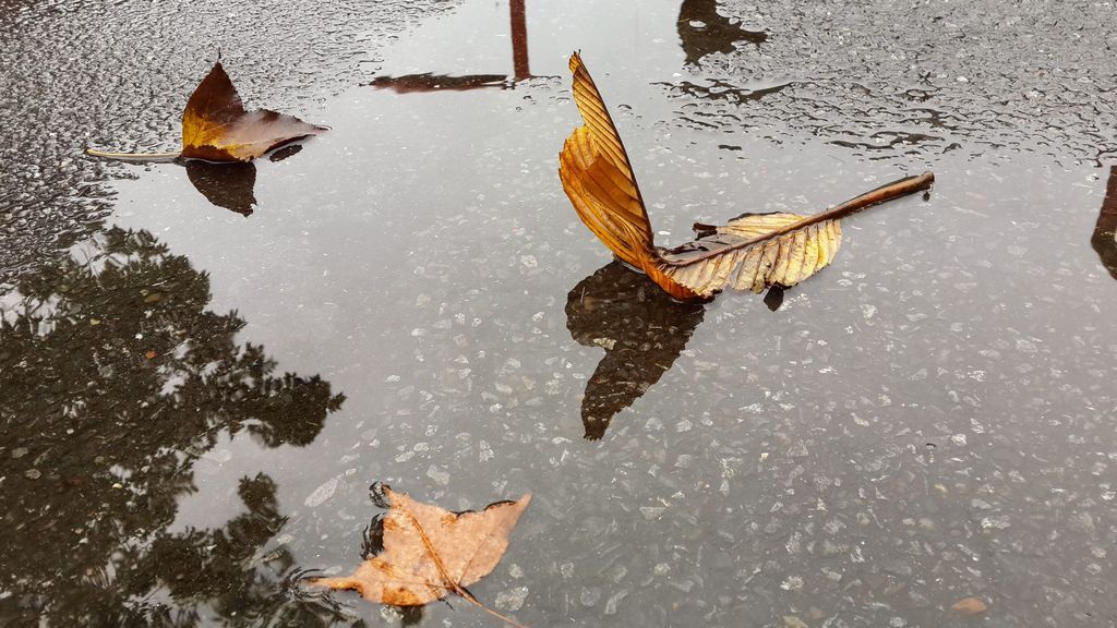 llover otoño