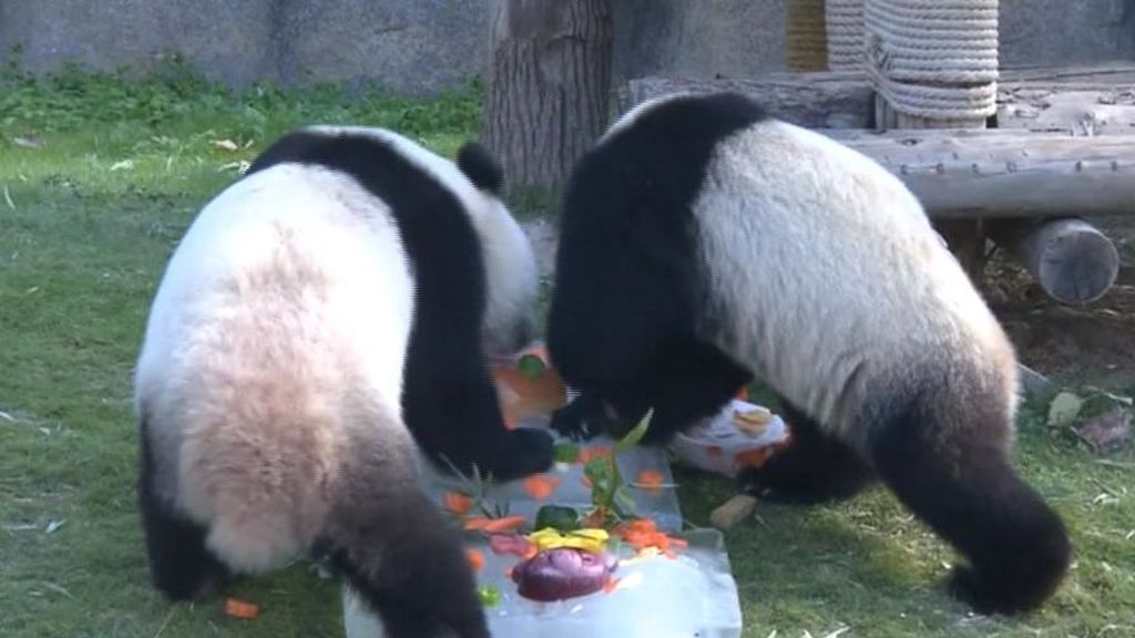 El zoo de Shanghái celebra el triple cumpleaños de sus osos panda