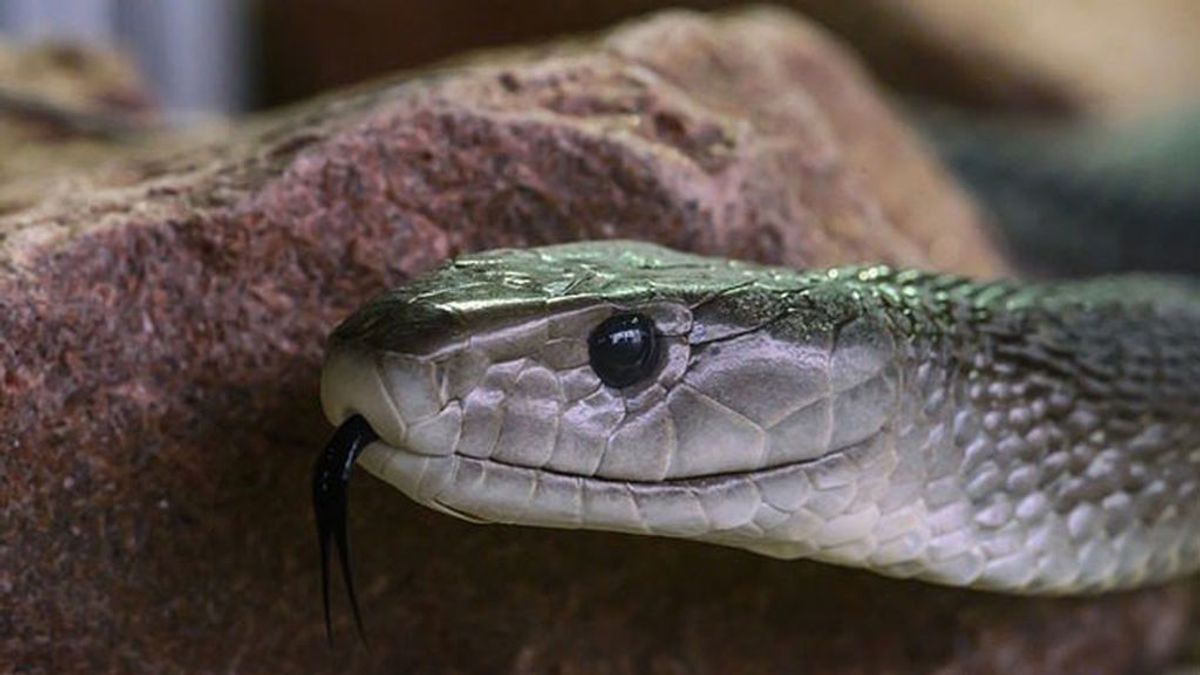 Adiós temor a las mordeduras de serpientes: descubren un antídoto para hacer frente a su veneno
