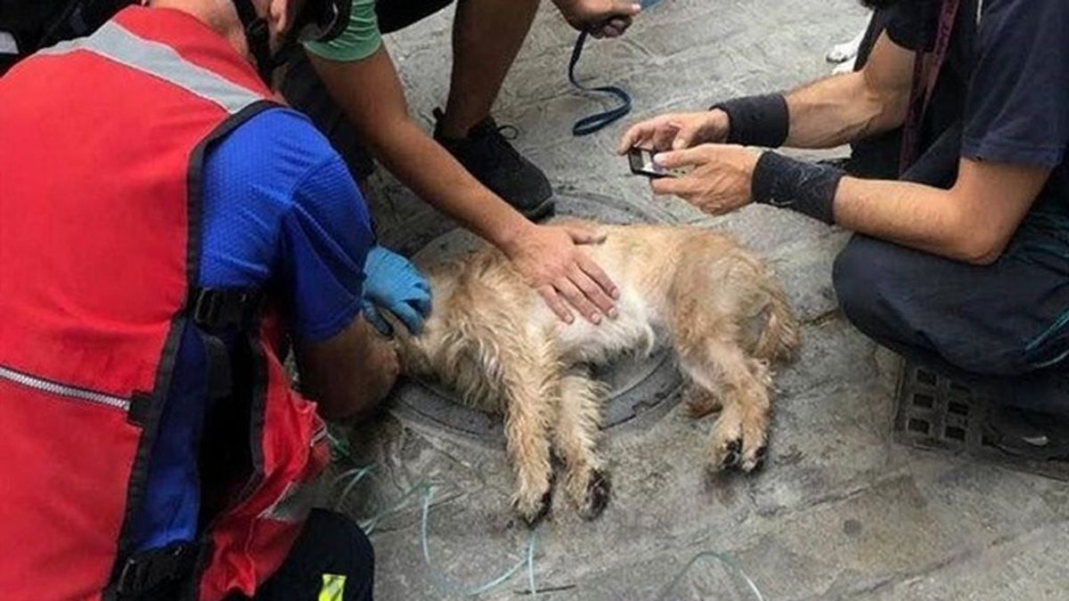 Bomberos salvan a un perro inconsciente tras rescatarle de un incendio en Sevilla