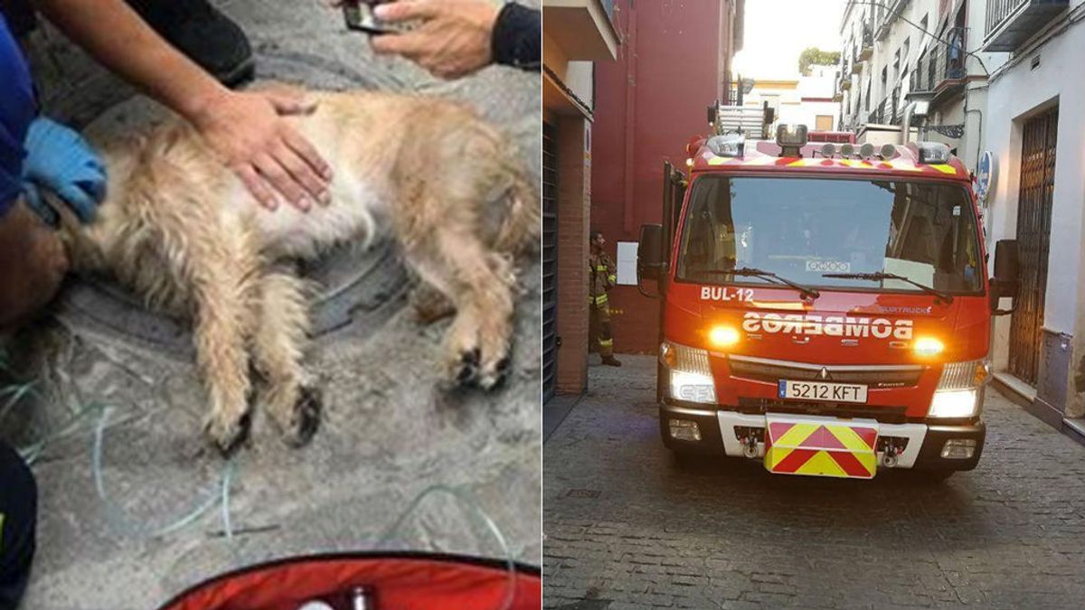 Rescatan a un perro inconsciente en un incendio en Sevilla