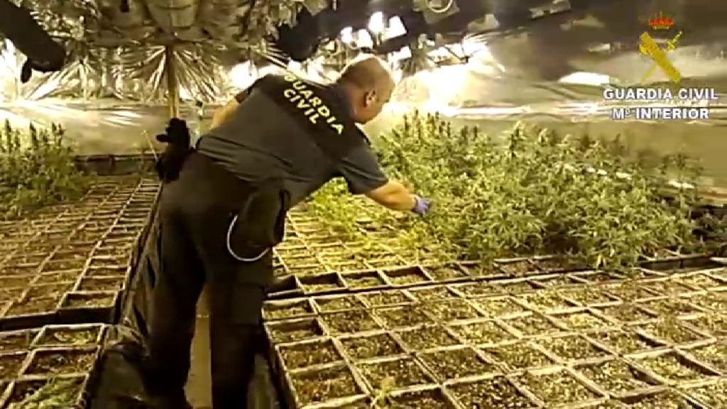 Golpe contra el narcotráfico en Alicante: cinco detenidos y 8.000 plantas de marihuana incautadas