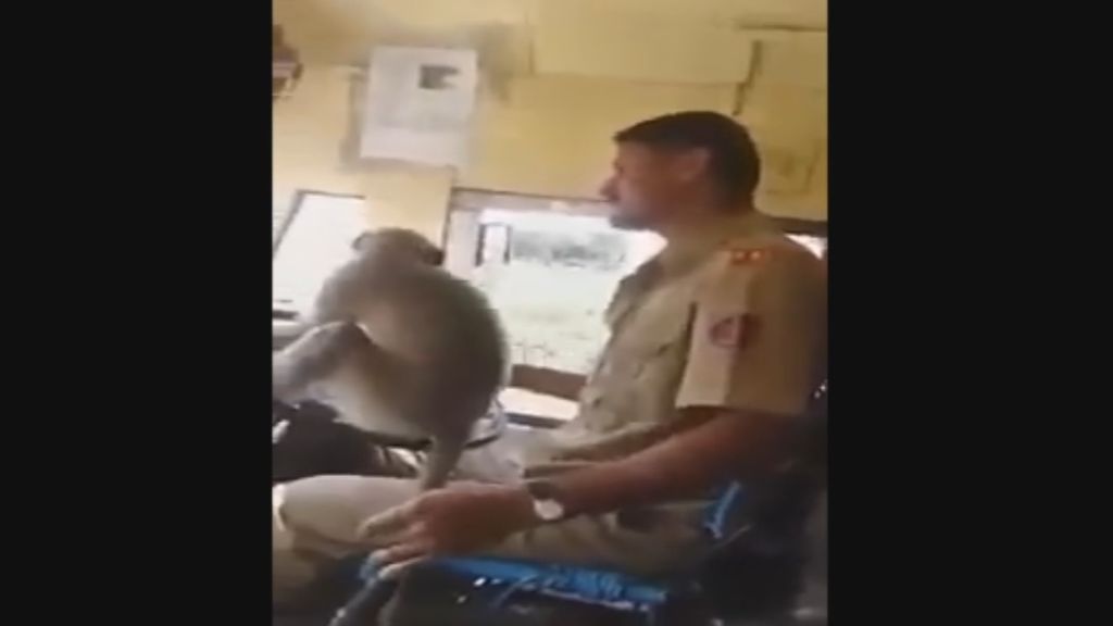 Graban el momento en el que un mono conduce un autobús en India