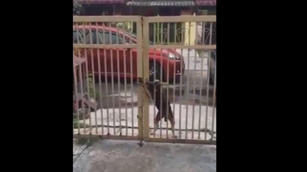 Un perro se convierte en viral con un vídeo en el que abre un portón con la pata