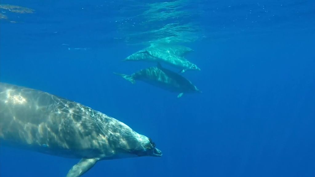 La isla del Hierro es el mejor sitio para ver Zifios: una especie marina casi desconocida