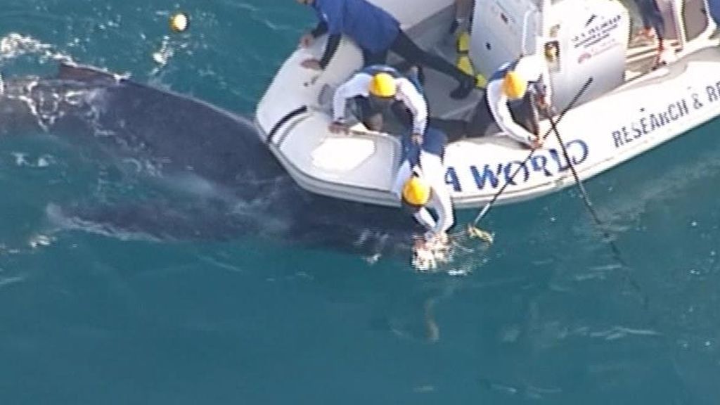 Rescatan a una ballena prisionera de las redes de tiburones