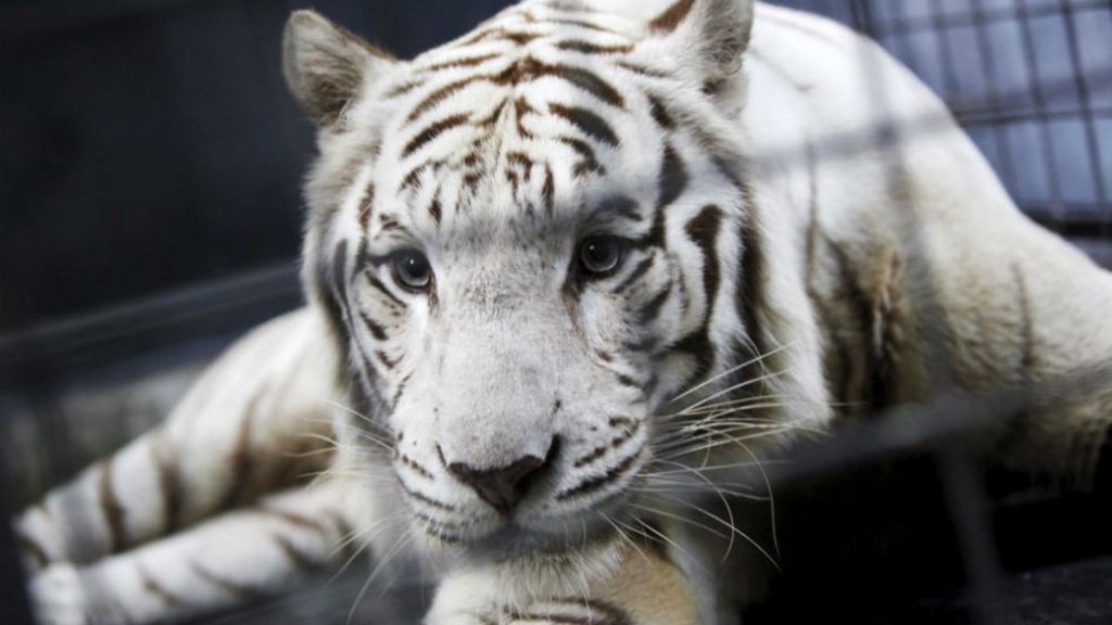 Un tigre blanco ataca mortalmente a un trabajador del zoo ...