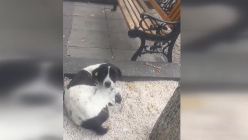 El emocionante reencuentro entre un hombre y su perro tres años después de haberse perdido