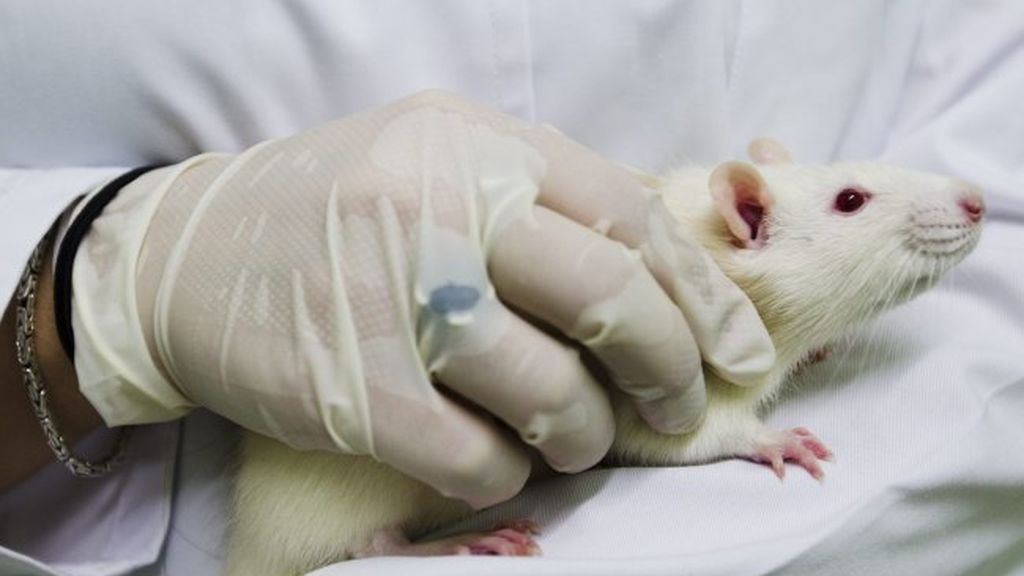 Crean modelos de ratón personalizados para analizar el cerebro