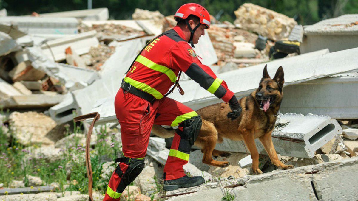 Así trabajan los perros de la UME: buscan al pequeño Artur, desaparecido en las inundaciones de Mallorca