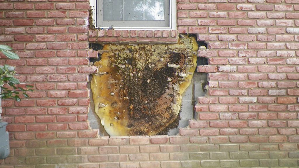 42727750_2000275553327493_8098416318442635264_o