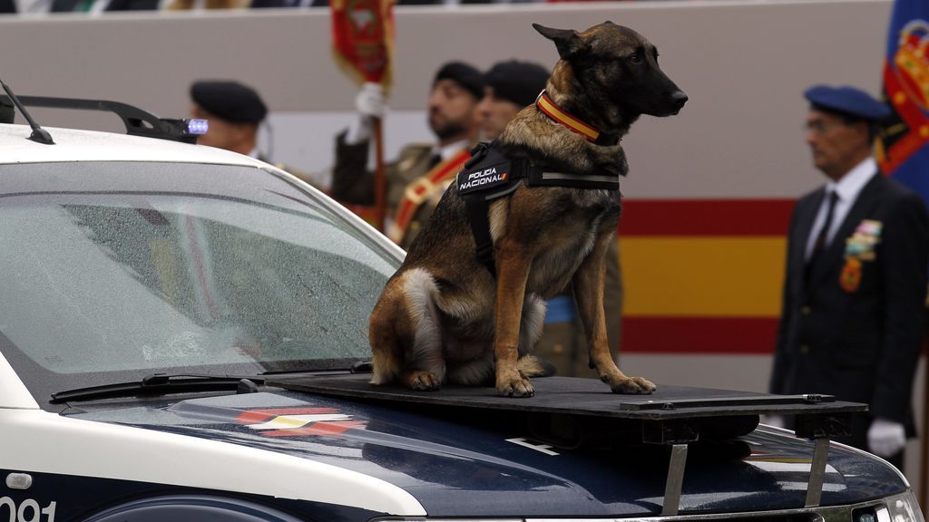 Héroes de cuatro patas en el 12 de octubre