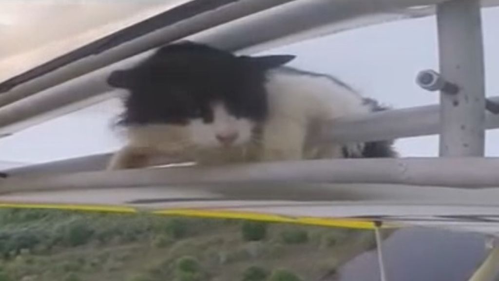 Sorprendidos en pleno vuelo por un gato escondido en el avión