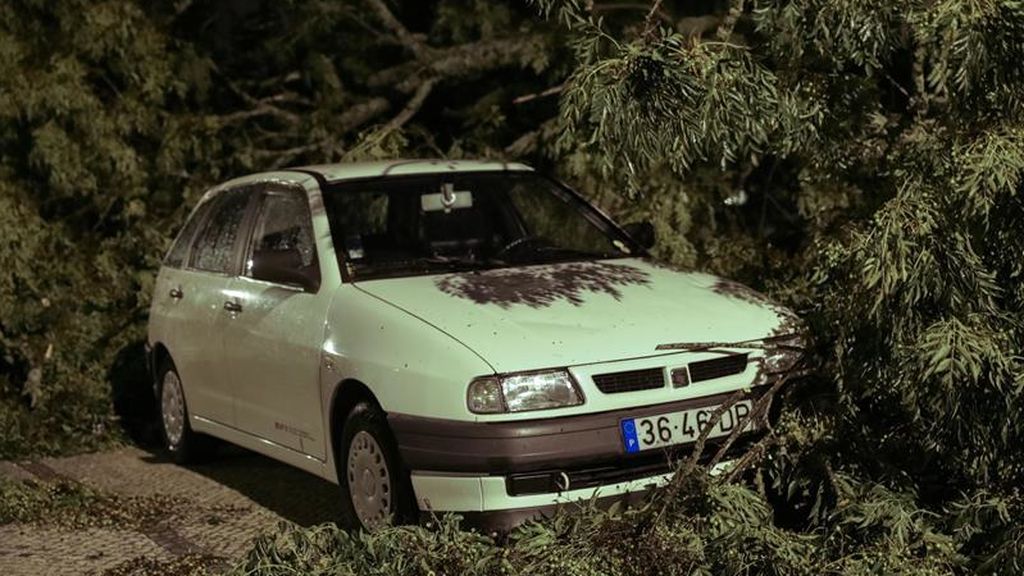Coche golpeado por un árbol
