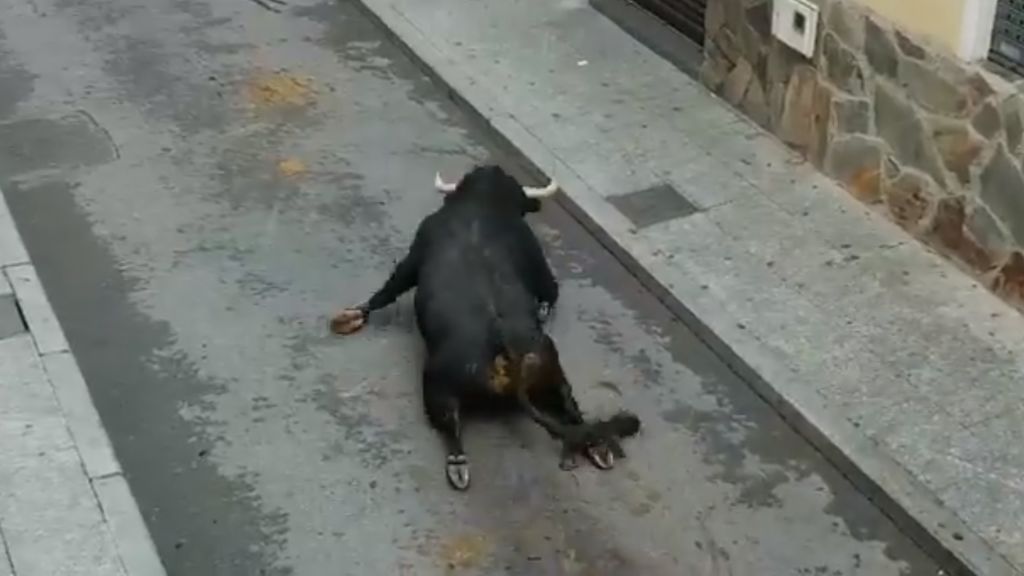 Nueva denuncia de PACMA: publica unas impactantes imágenes de un toro rompiéndose las patas en un encierro