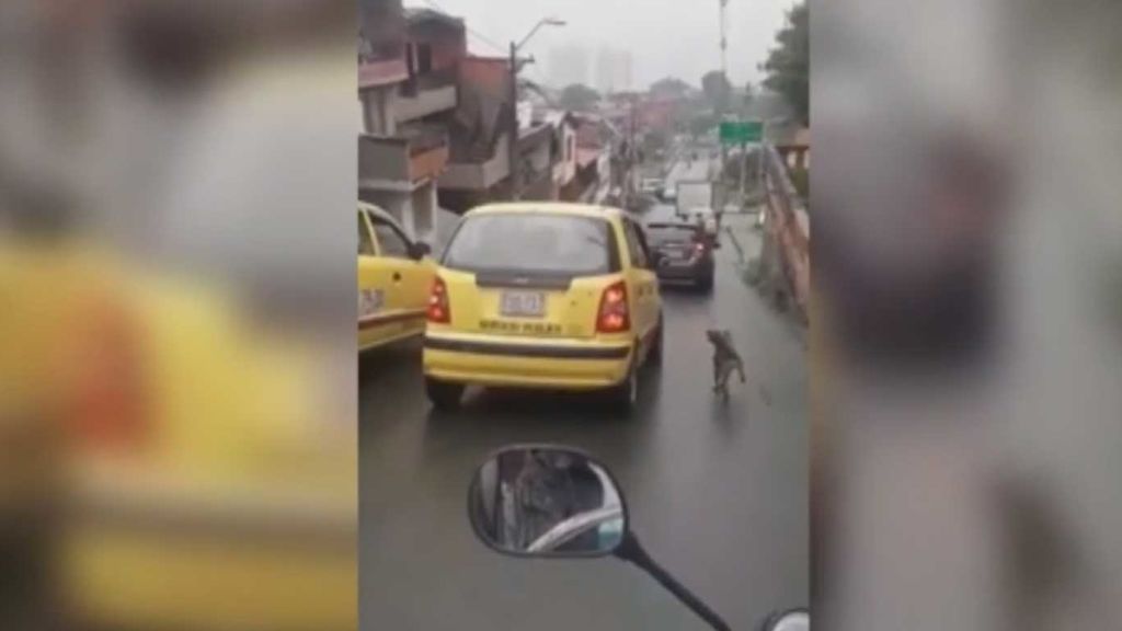 La carrera de un perro detrás de un taxi que no es lo que parece
