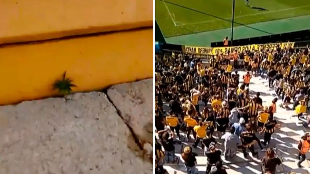 Preguntamos al mismísimo Peñarol por el viral donde se vería marihuana en su estadio y lo tienen claro: "Nadie está informado"