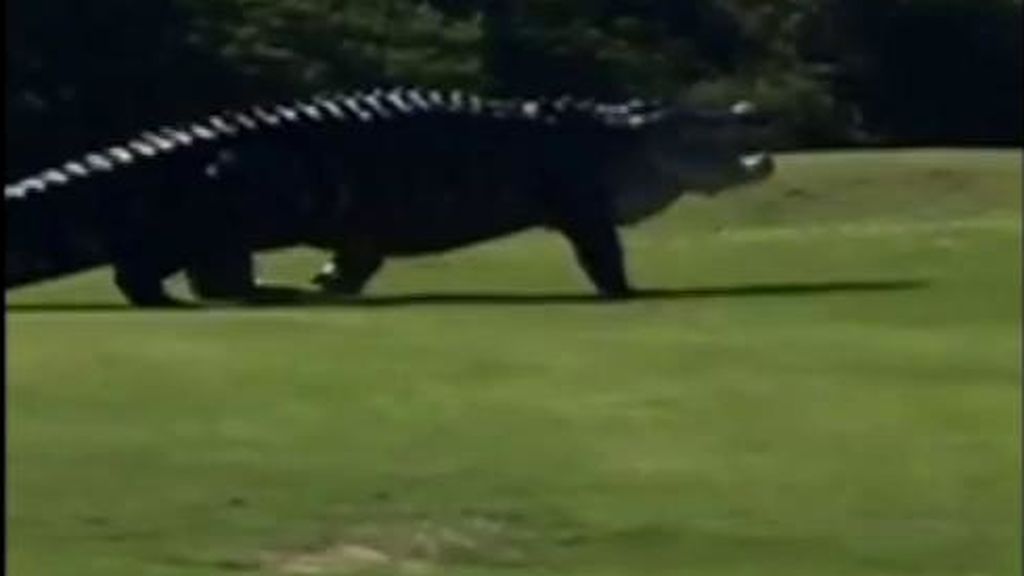 Un espectacular cocodrilo gigante se pasea por un campo de golf en Estados Unidos