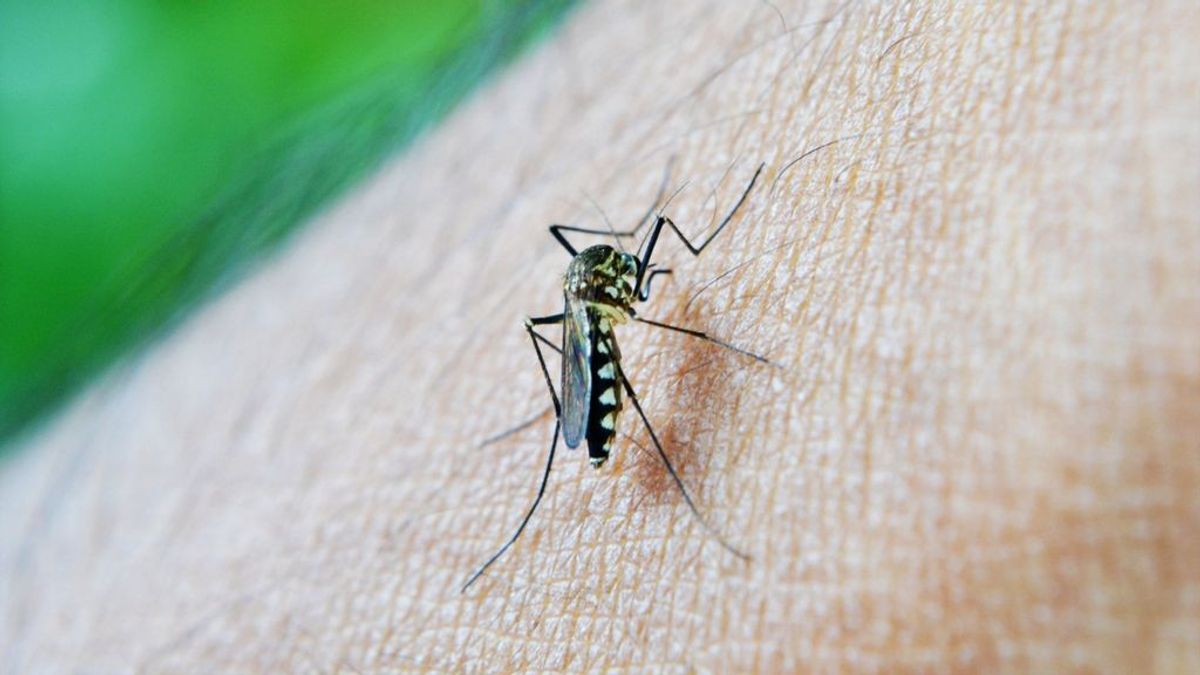 Tercer caso de dengue en España en otra persona que no había viajado a zonas de transmisión del virus