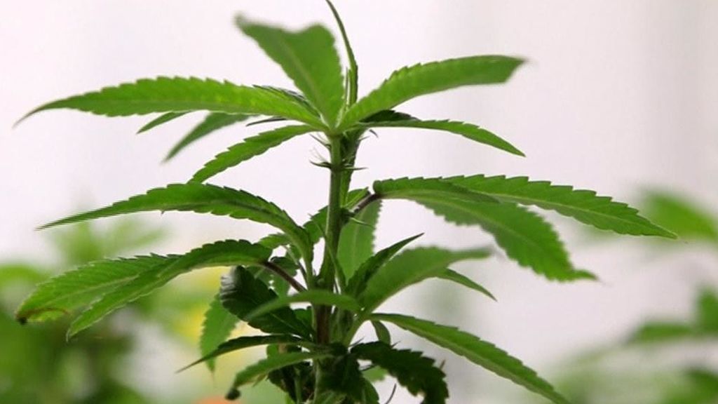 Largas colas en Canadá para comprar la primera marihuana legal