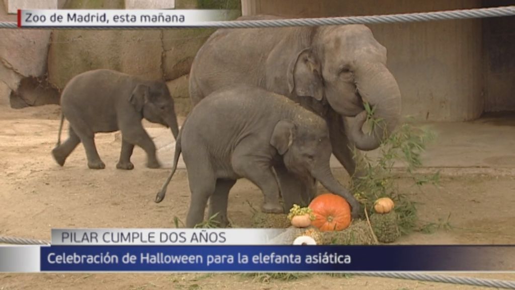 Pilar, la elefanta asiática del zoo de Madrid celebra su cumple de una forma original