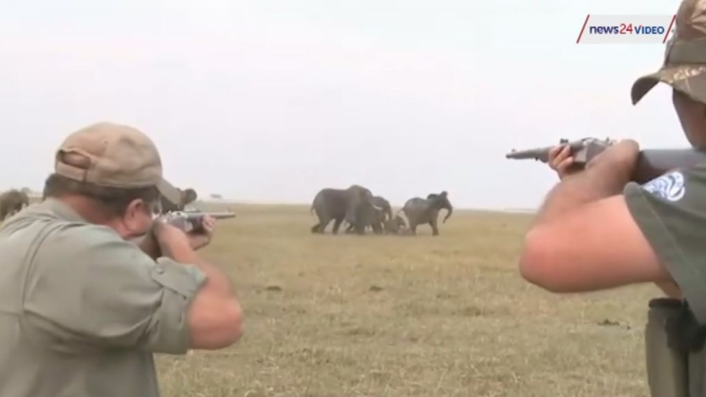 Hacen públicas las imágenes de una cacería de elefantes para encontrar a sus responsables en Namibia