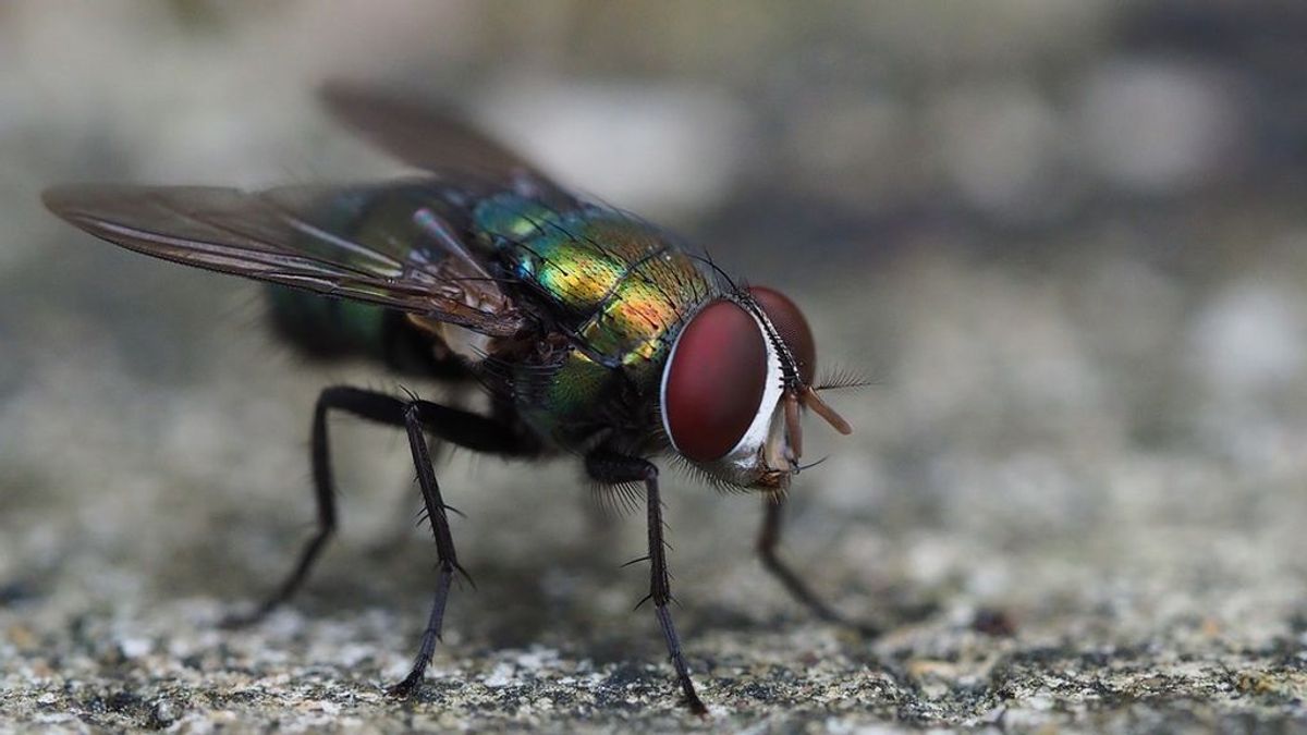 ¡Cuidado con las moscas! Estas son las siete enfermedades que te pueden transmitir