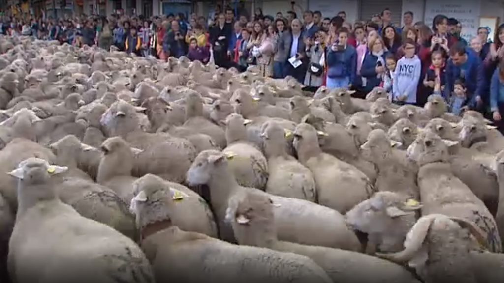 Las ovejas y las cabras invaden las calles madrileñas