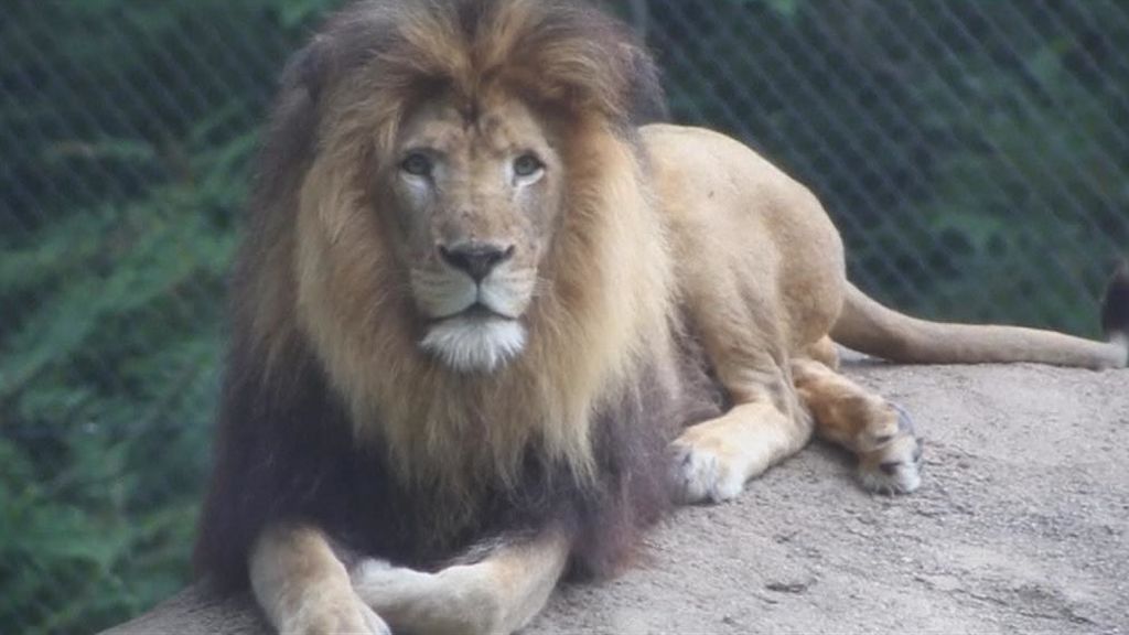 Extraña agresión en un zoo de Indianápolis