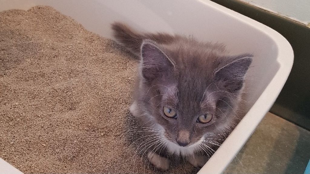 why-is-my-cat-sleeping-in-her-litter-box