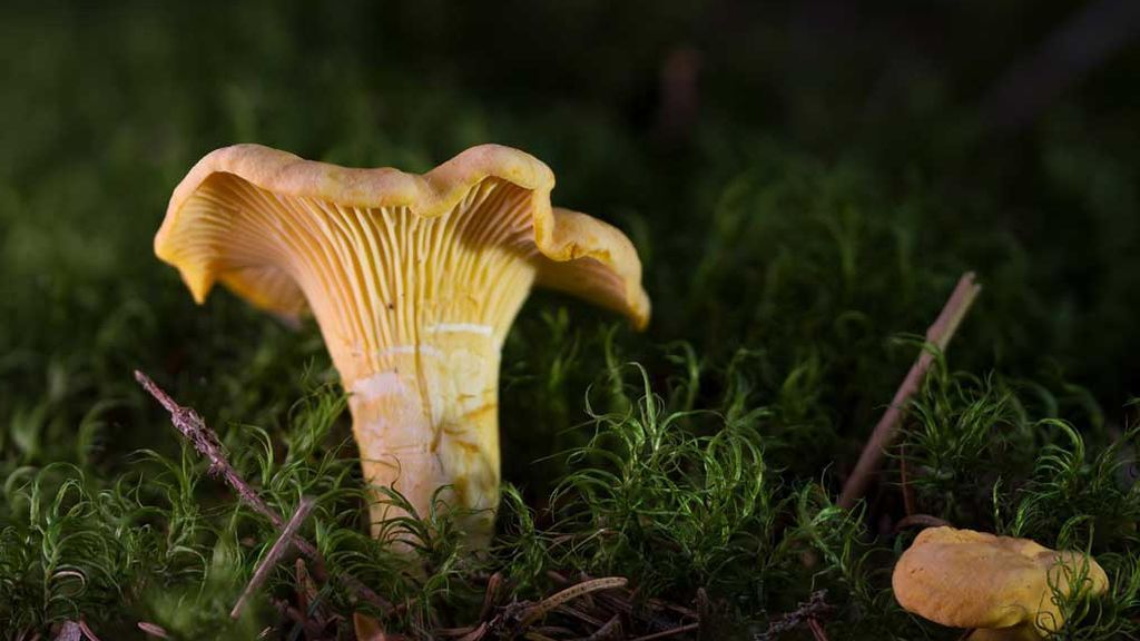 CANTHARELLUS