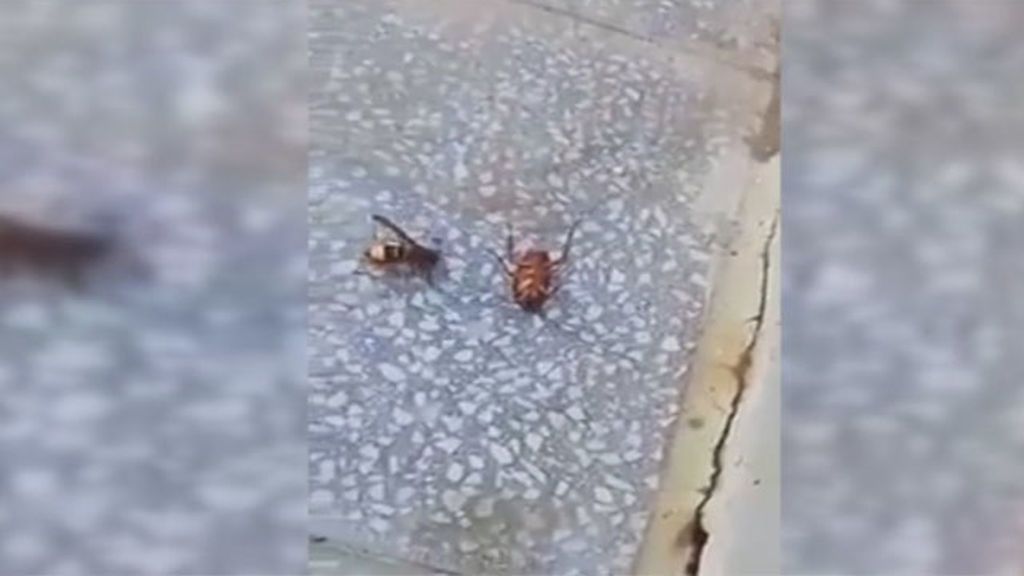Una pelea a vida o muerte entre una cucaracha y una avispa termina con sorpresa