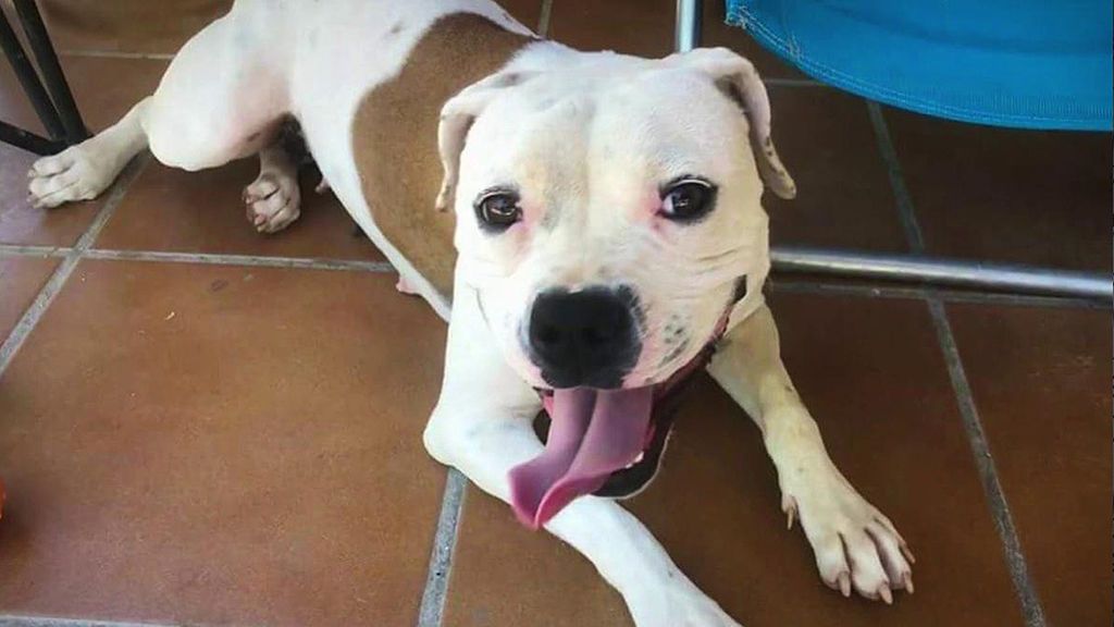 Berta, una cachorra explotada para críar que busca una familia a la que llenar de amor