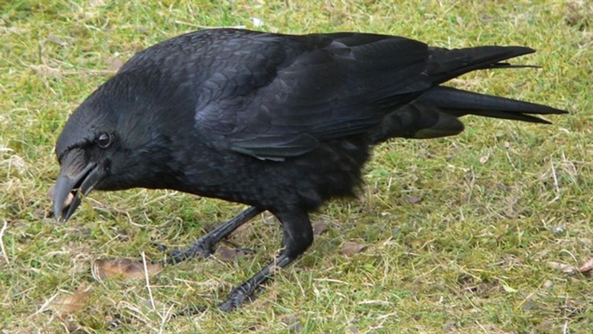 Cuervos ingenieros: una especie de Nueva Caledonia inventa herramientas