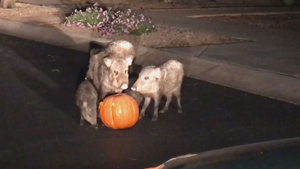 Ellos también celebran Halloween: una familia de cerdos salvajes pillados comiéndose una calabaza