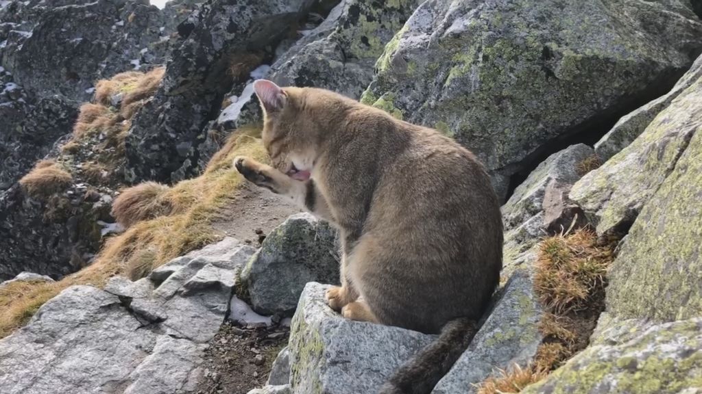 Llega a la cima de la montaña más alta de Polonia… y se encuentra un gato