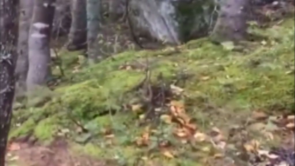 El increíble bosque que respira está en Canadá