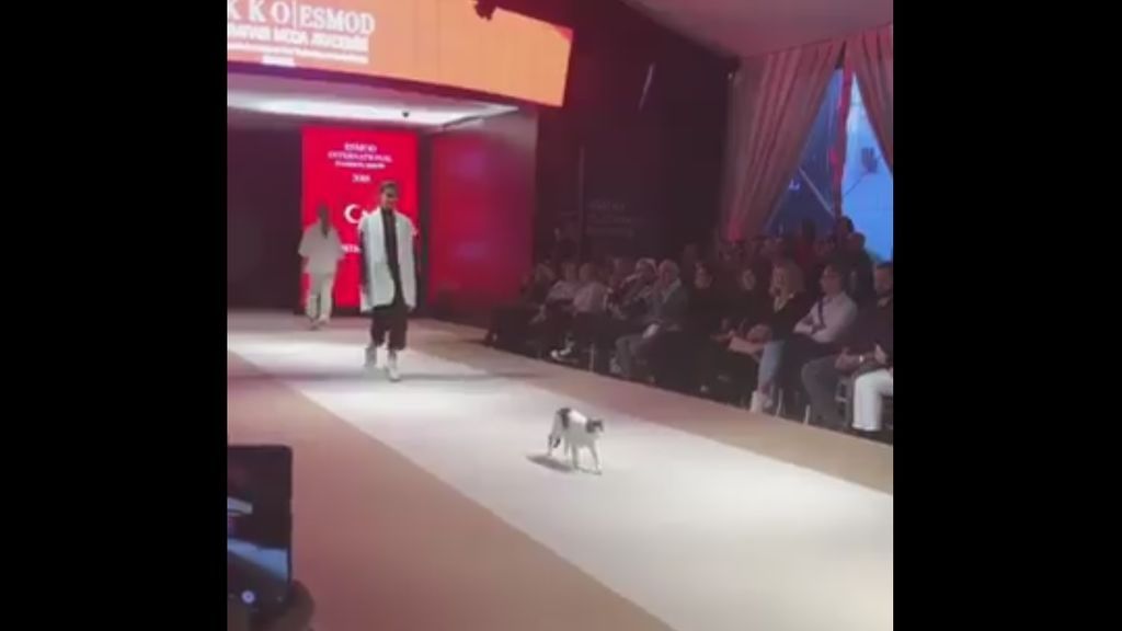 Un gatito se convierte en el protagonista de un desfile de moda en Estambul